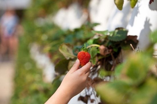 Pick Your Own Strawberries